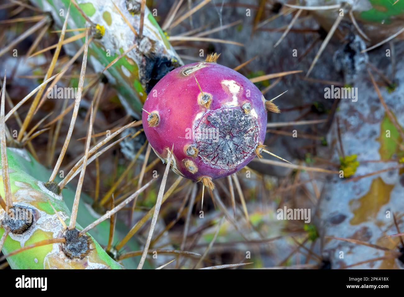 cactus di pera di prickly malato colpito da un parassita Foto Stock