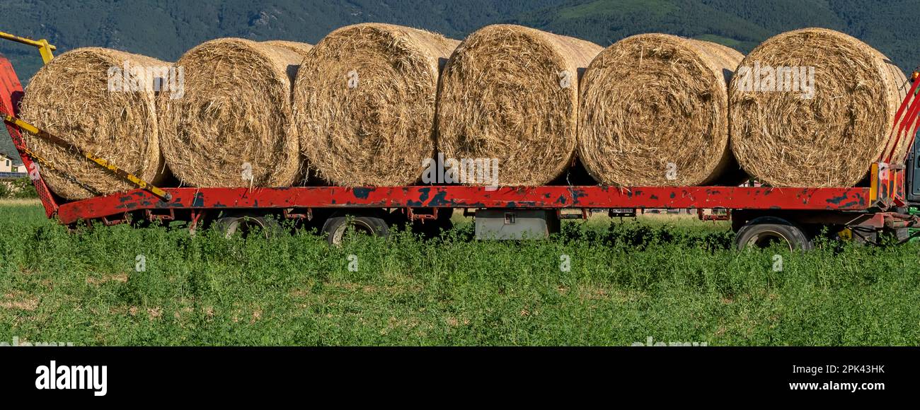Visualizzazione dimensioni banner delle balle di fieno allineate su un rimorchio da trasportare fuori campo, Bientina, Italia Foto Stock