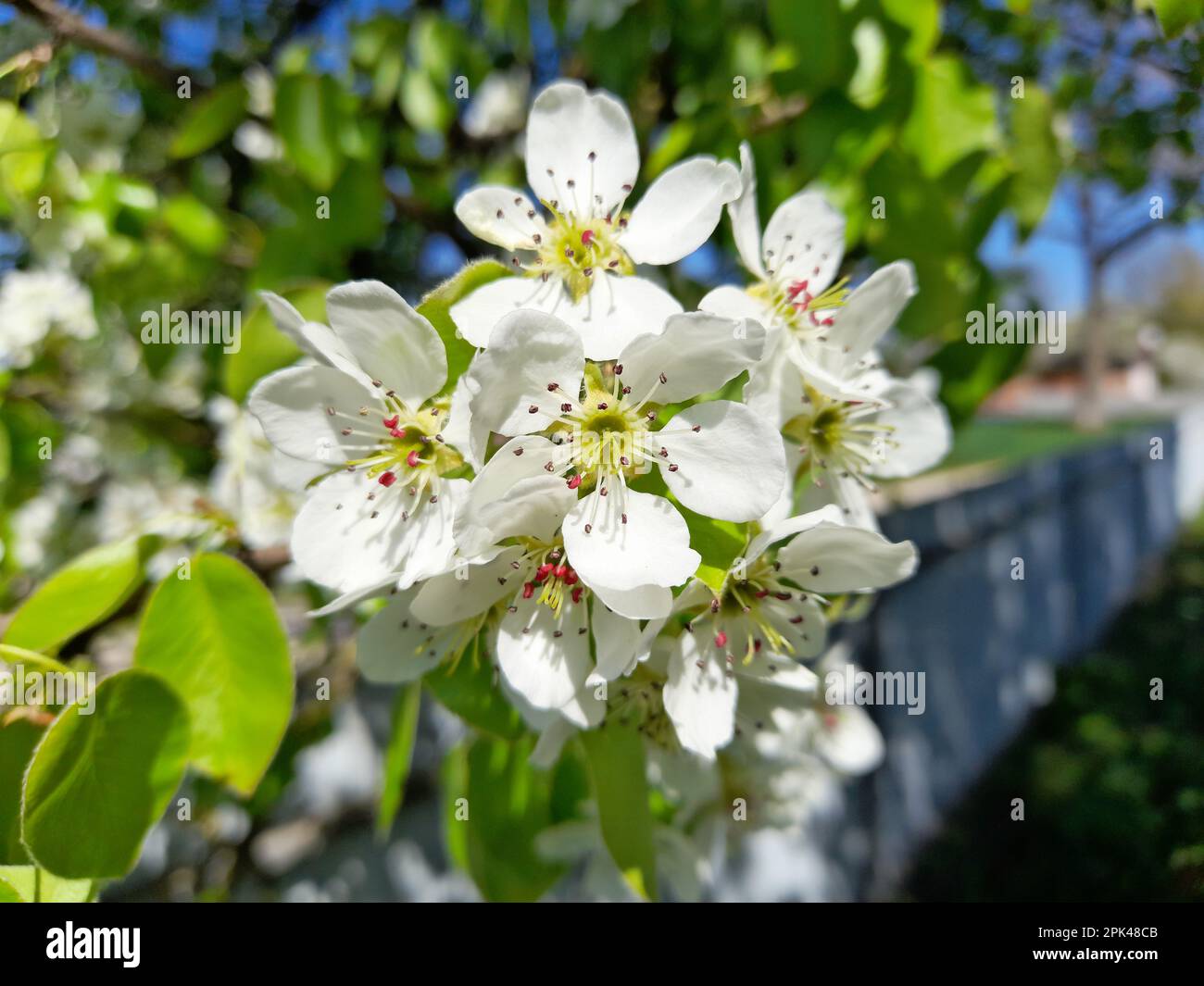 Primavera. Ramo di pera selvatica e rametto con i fiori fioriti su uno sfondo sfocato. Pera fiorita nel giardino di primavera durante la fioritura Foto Stock