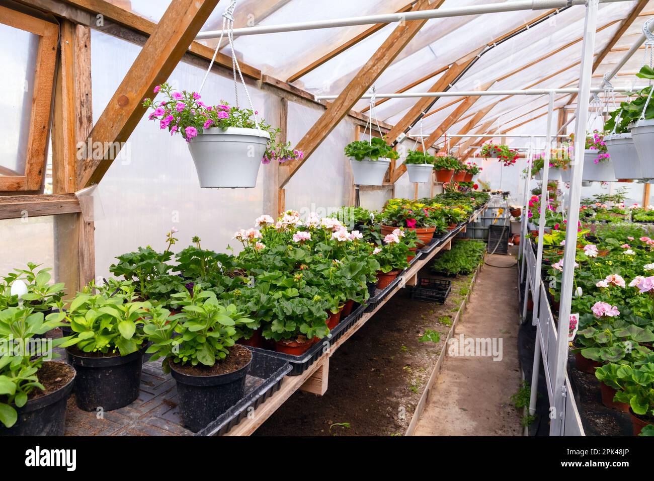 Serra interno pieno di fiori in vaso in vendita, agricoltura foto sfondo Foto Stock