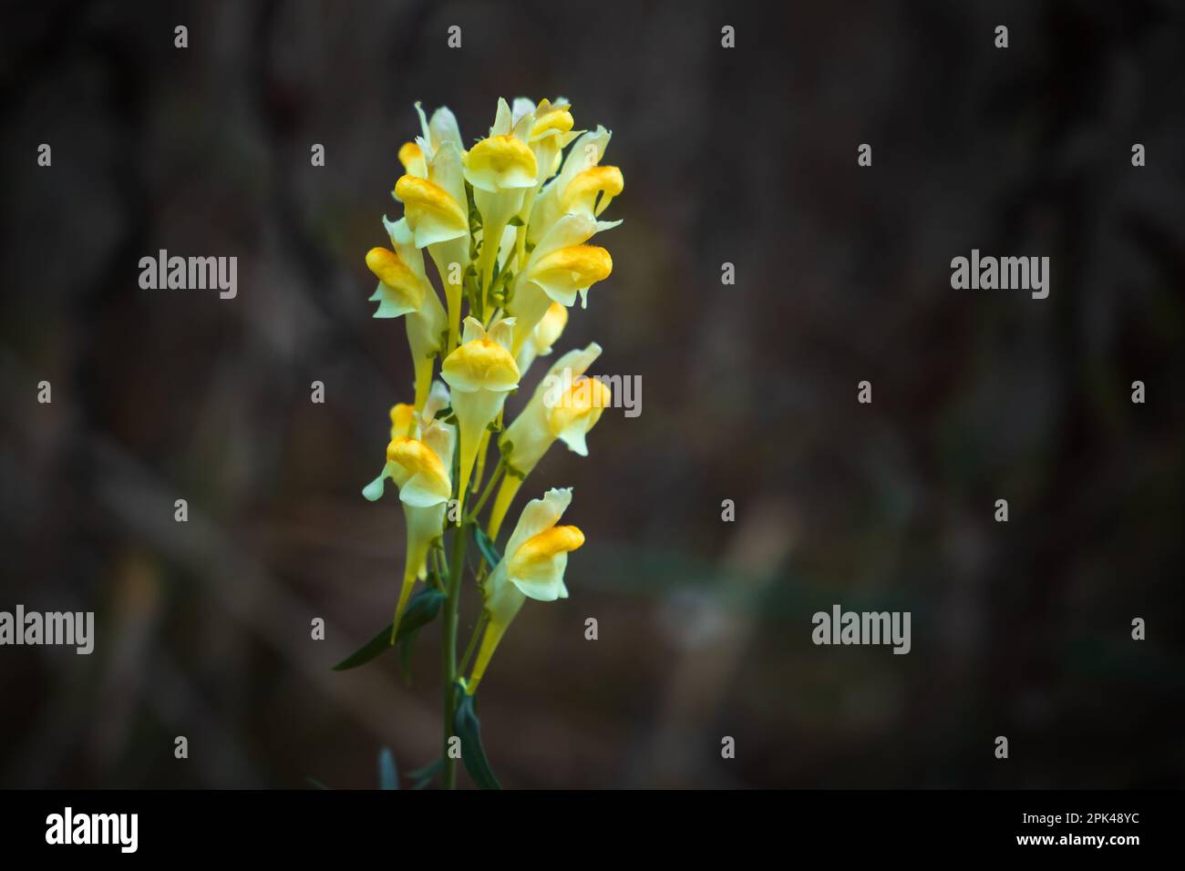 Fiore giallo Snapdragon su sfondo scuro naturale sfocato Foto Stock