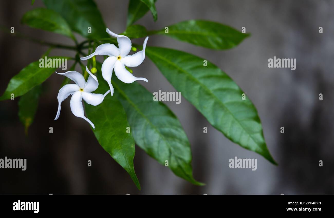 Due fiori bianchi di Tabernaemontana divaricata, comunemente chiamati fiore di pinwheel, gelsomino di crapa, rosebay dell'India orientale e corona di Neros Foto Stock