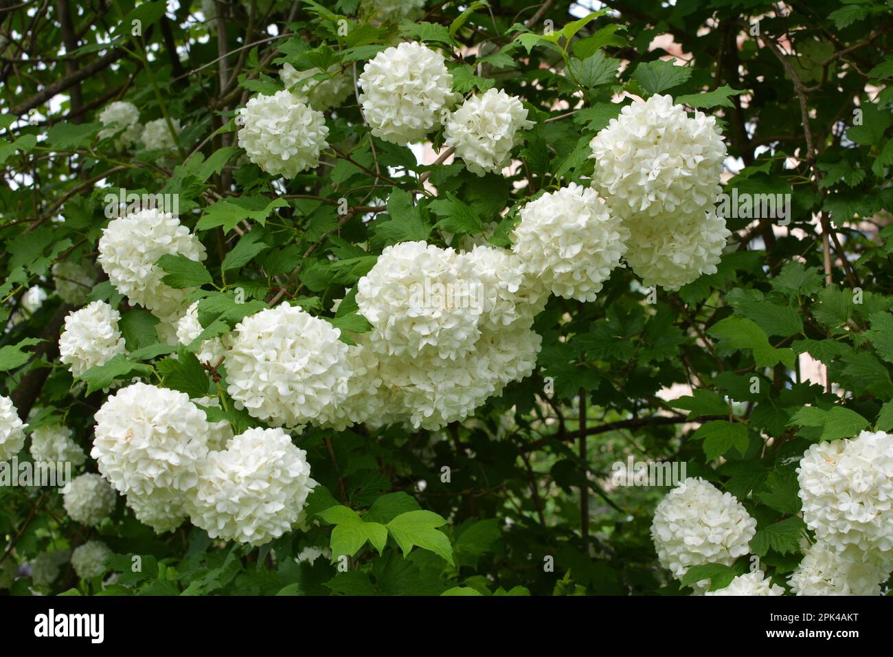 I fiori del viburnum ornamentale del cespuglio sbocciano di bianco in natura Foto Stock