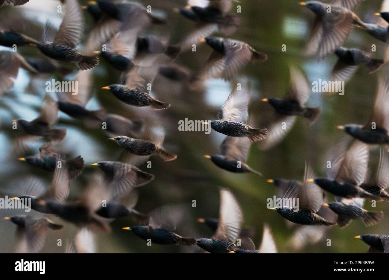 Berlino, Germania. 04th Apr, 2023. 04.04.2023, Berlino. Un gruppo di stelle comuni (Sturnus vulgaris) vola in un gregge su un campo. Lo starling comune è un uccello comune e spesso si verifica in greggi grandi. Come successore culturale, può essere trovato nelle vicinanze degli esseri umani. Credit: Wolfram Steinberg/dpa Credit: Wolfram Steinberg/dpa/Alamy Live News Foto Stock