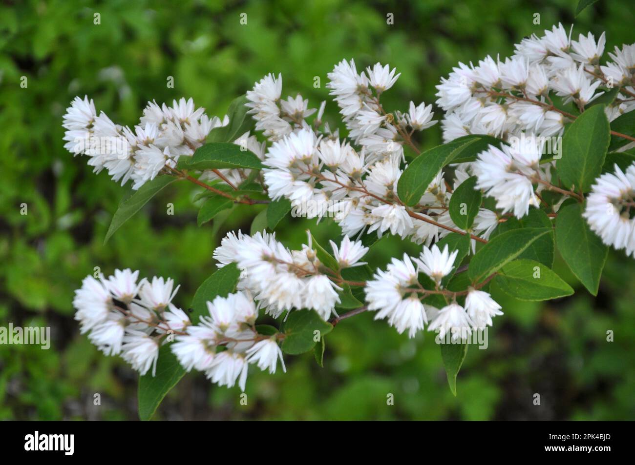 Nei primi mesi estivi deutzia fiorisce nella natura Foto Stock