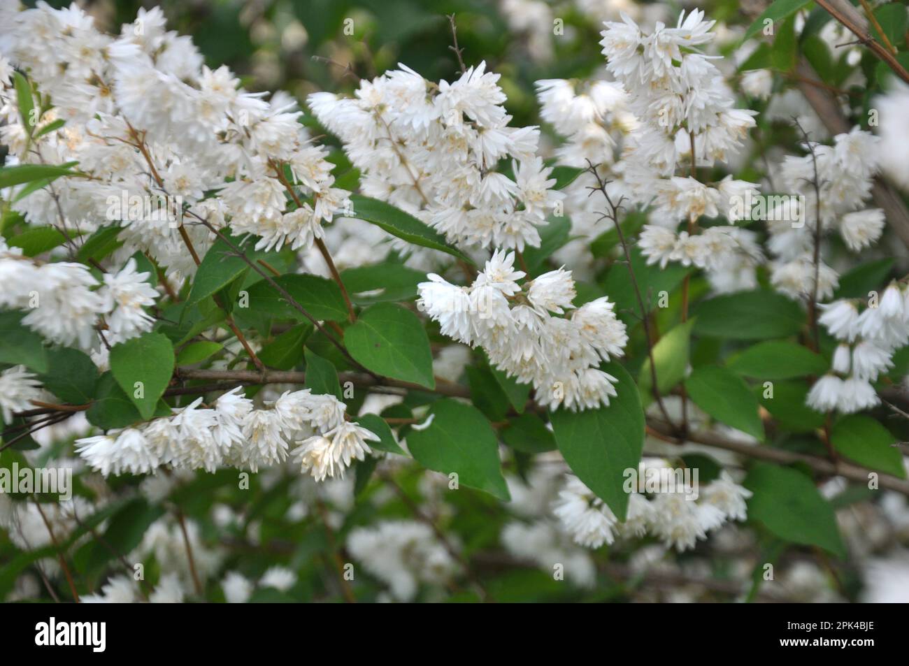 Nei primi mesi estivi deutzia fiorisce nella natura Foto Stock