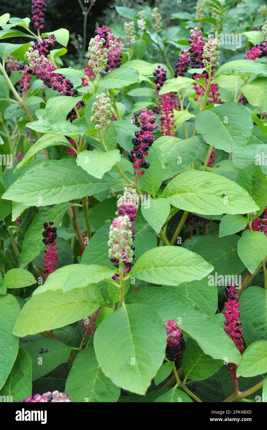 Nel giardino cresce la pianta ornamentale Phytolacca acinosa Foto Stock