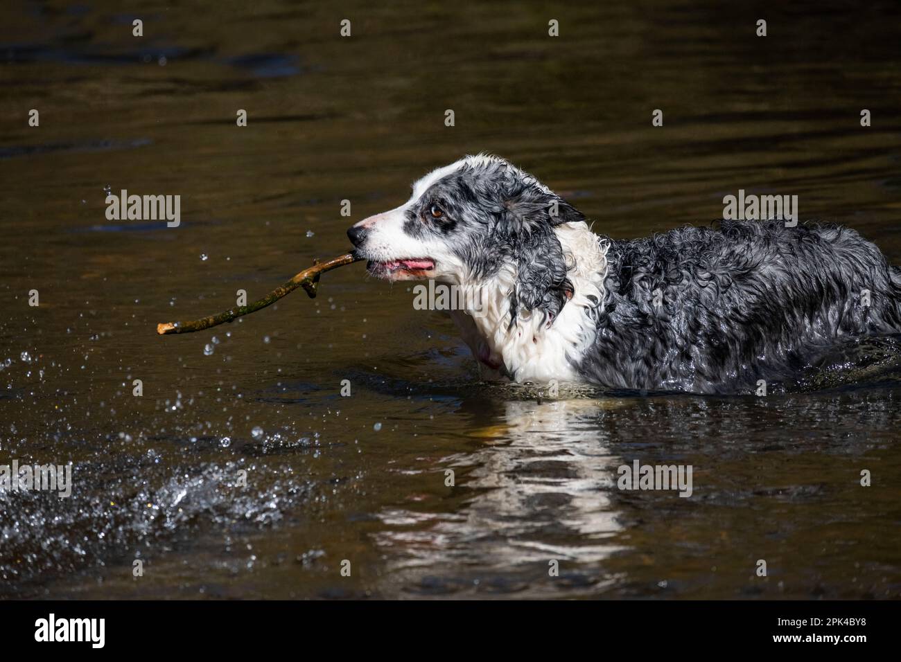 Blue Merle Border Collie nuotare in un fiume dopo un breve bastone galleggiare nelle acque profonde. Foto Stock