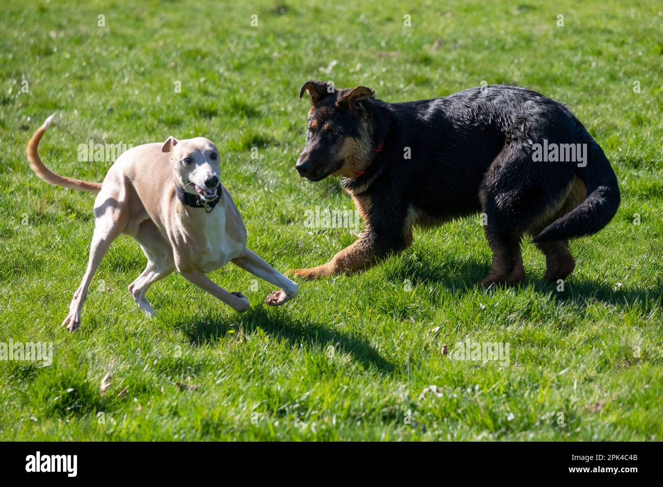 Cucciolo di pastore tedesco che gioca con un Whippet in rapido movimento in un parco sotto il sole di primavera. Foto Stock