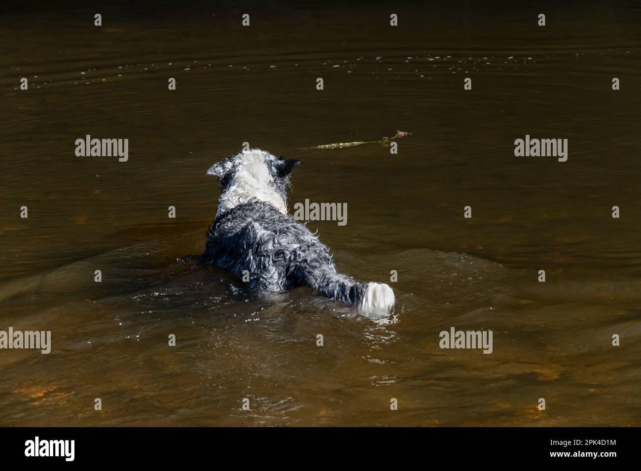 Blue Merle Border Collie nuotare in un fiume dopo un breve bastone galleggiare nelle acque profonde. Foto Stock