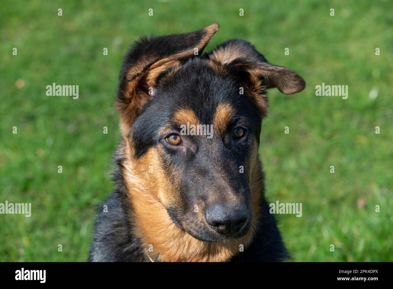 Primo piano di un cucciolo di pastore tedesco con orecchie sciolte e dischetti appese su un lato. Foto Stock
