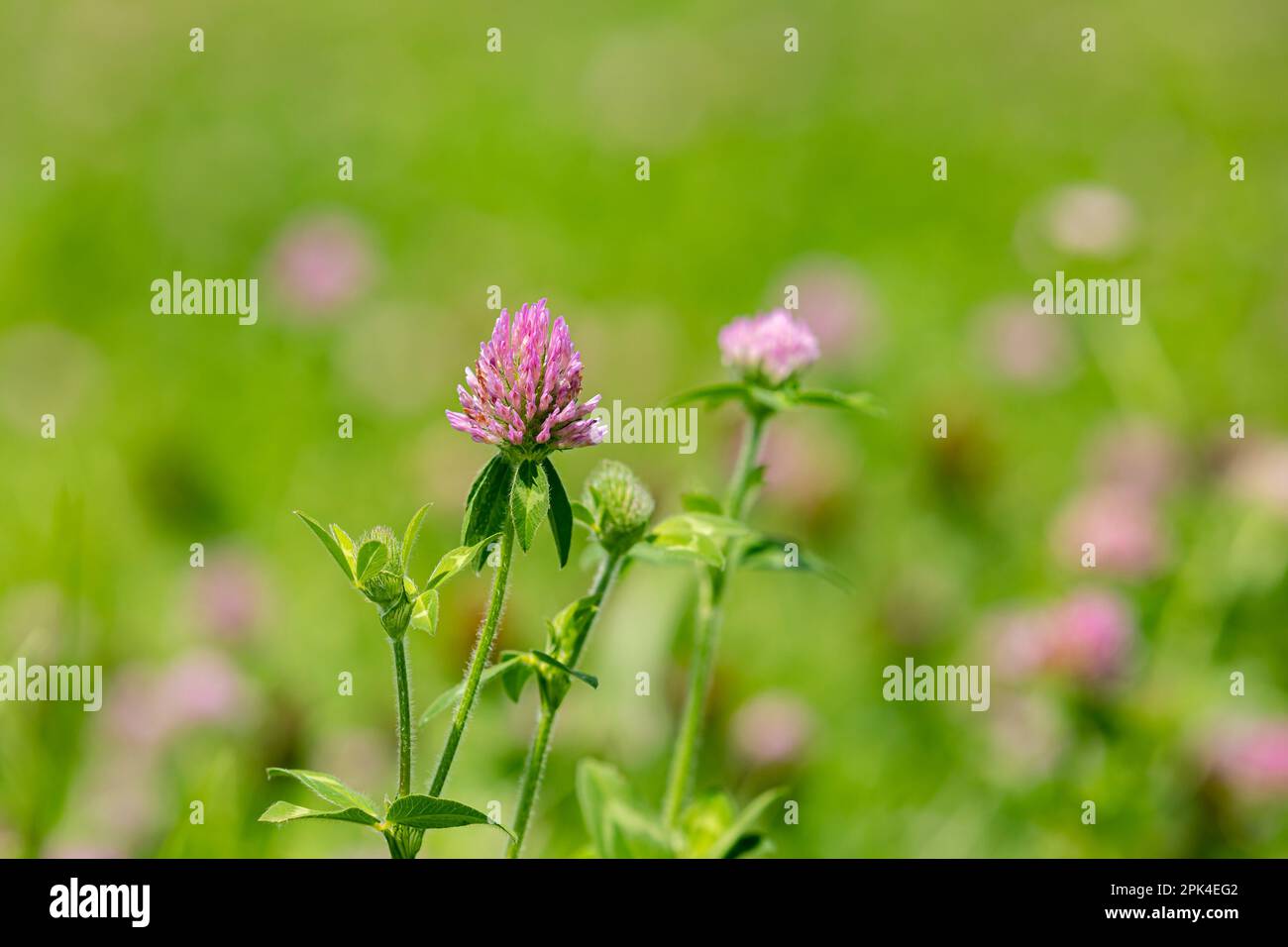 Pianta di erba medica con fiore viola in pascolo. Coprire il concetto di coltivazione di prodotti, foraggi e fieno. Foto Stock