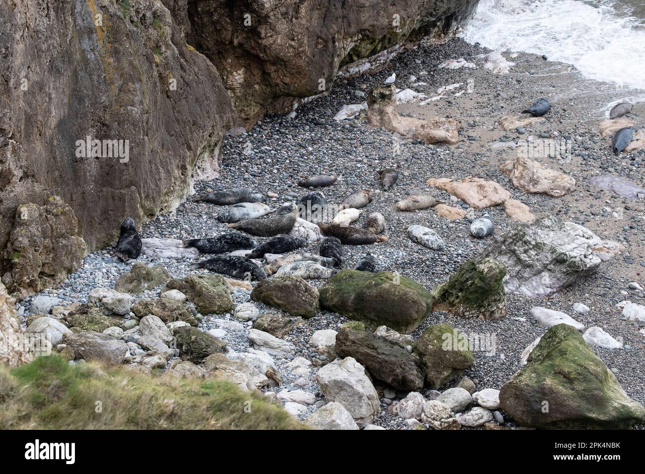 Una colonia di foche grigie Halichoerus grypus tirato fuori sulla spiaggia e sgualcire in una baia appartata nel Galles del Nord durante la stagione di allevamento Foto Stock