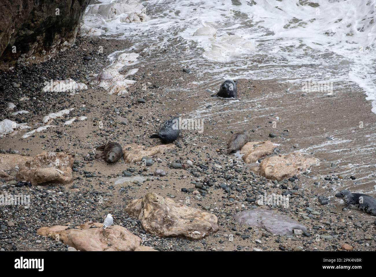 Cinque foche grigie adulte Halichoerus grypus tirato fuori dall'acqua vicino alla marea sulla ghiaia di una baia isolata nel Galles del Nord Foto Stock