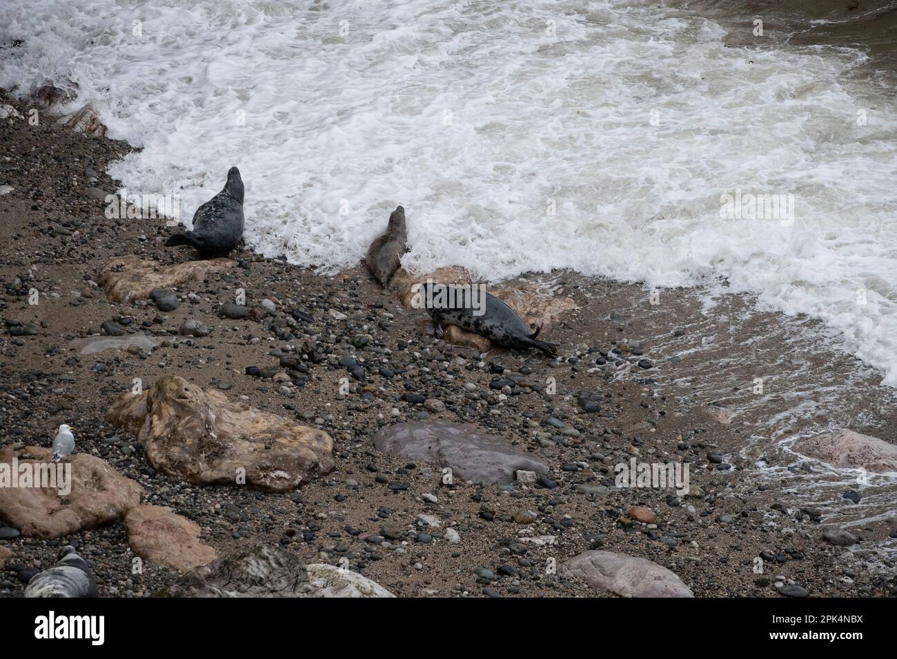 Tre foche grigie grypus Halichoerus sulla marea in una baia appartata nel Galles del Nord verso la fine della stagione di allevamento Foto Stock