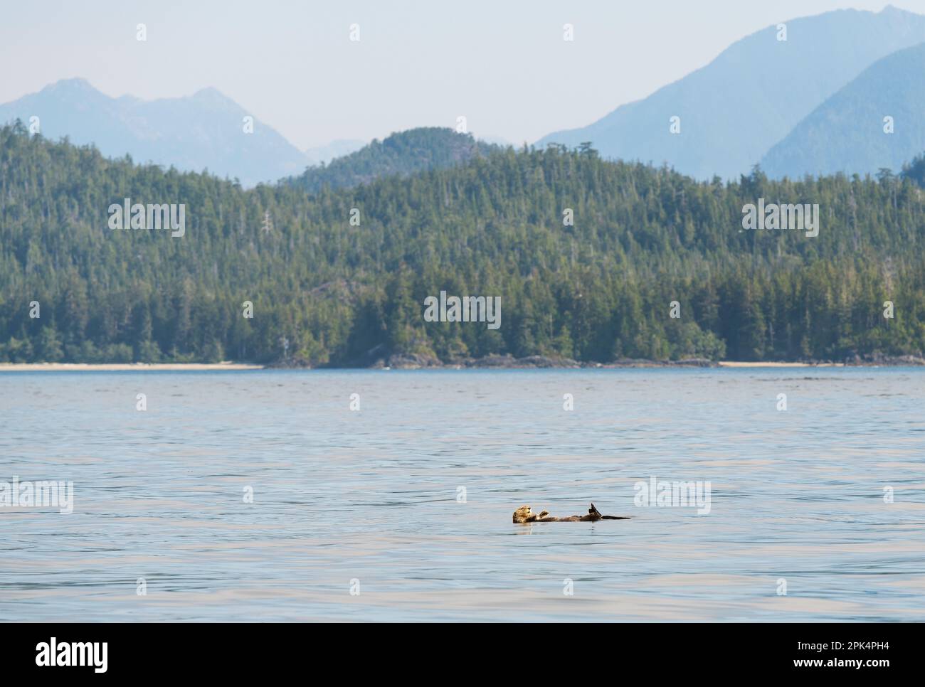 Lontra di mare (Enidrda lutris) che galleggia di nuovo a Clayoquot Sound, Tofino, Vancouver Island, British Columbia, Canada. Foto Stock