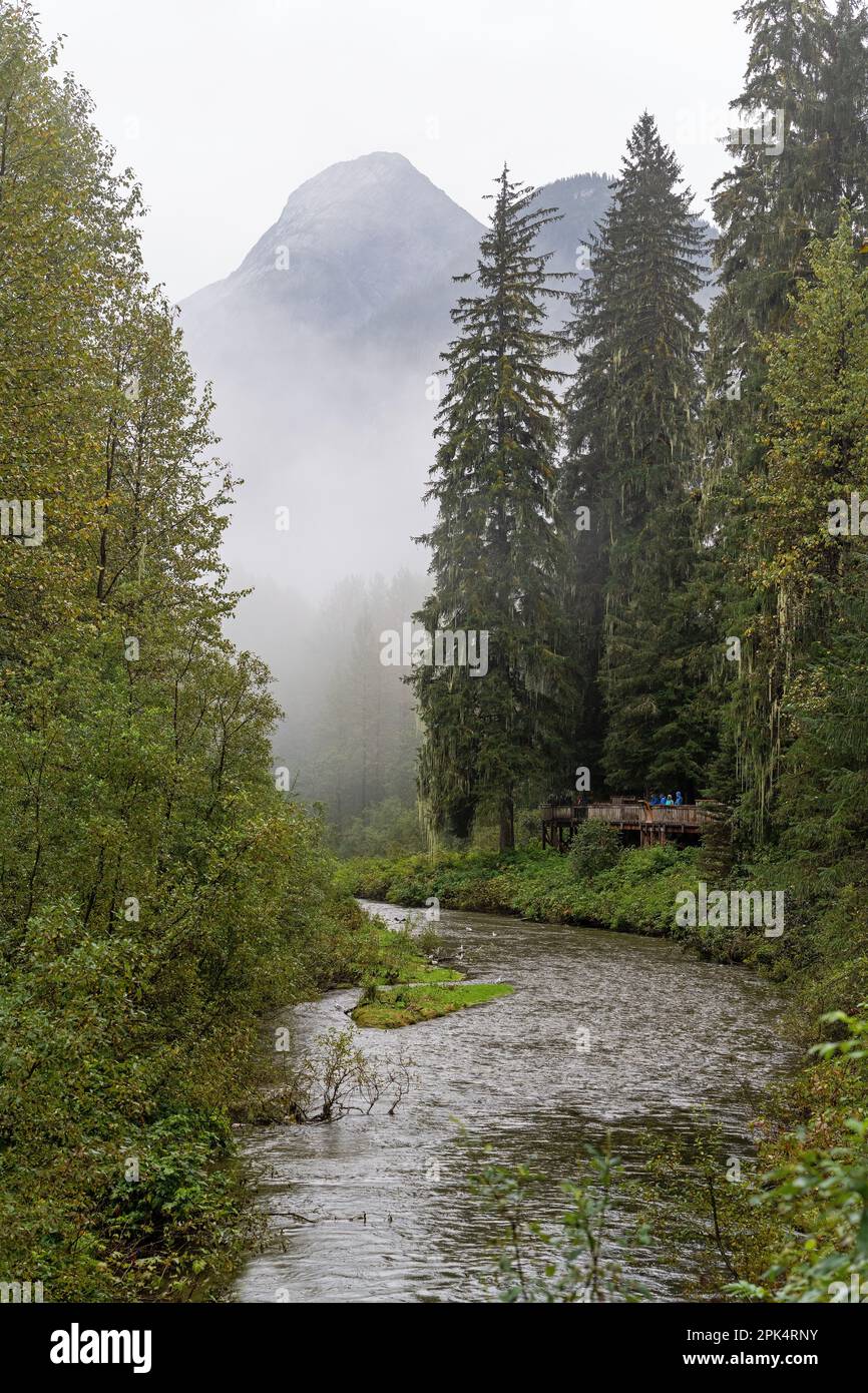 Fish Creek passerella sopraelevata con persone per l'osservazione di orsi neri e grizzly, Hyder, Tongass National Forest, Alaska, USA. Foto Stock