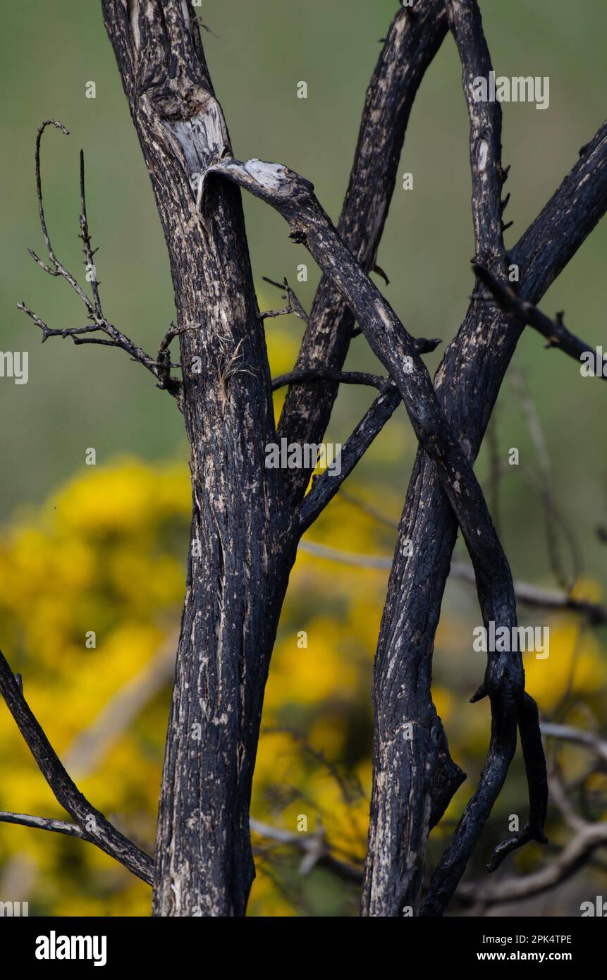 Legno di gorse bruciato e charred Foto Stock