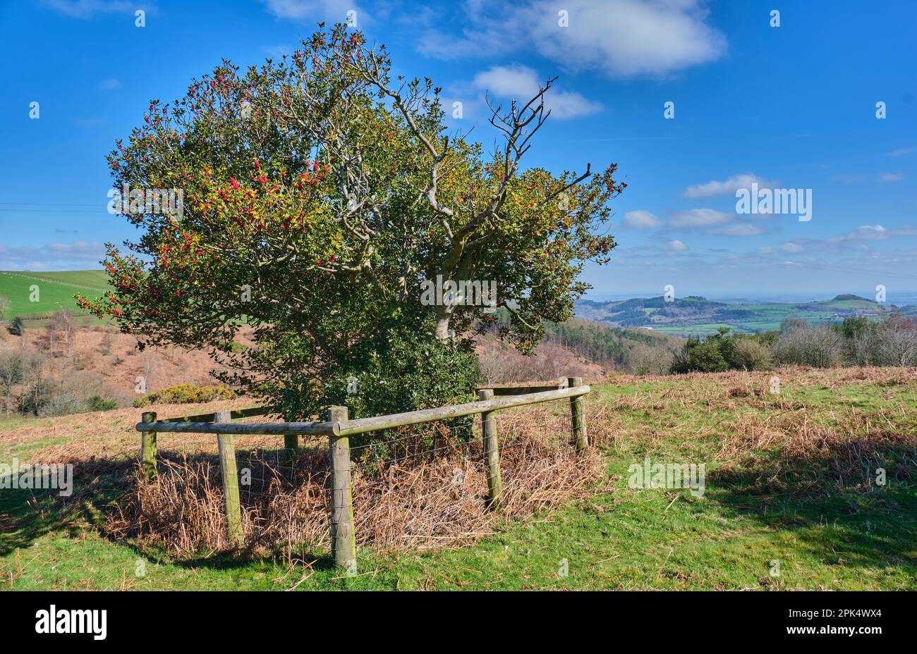 Albero di agrifoglio con bacche a The Hollies, vicino a Lordshill, Snailbeach, Shropshire Foto Stock