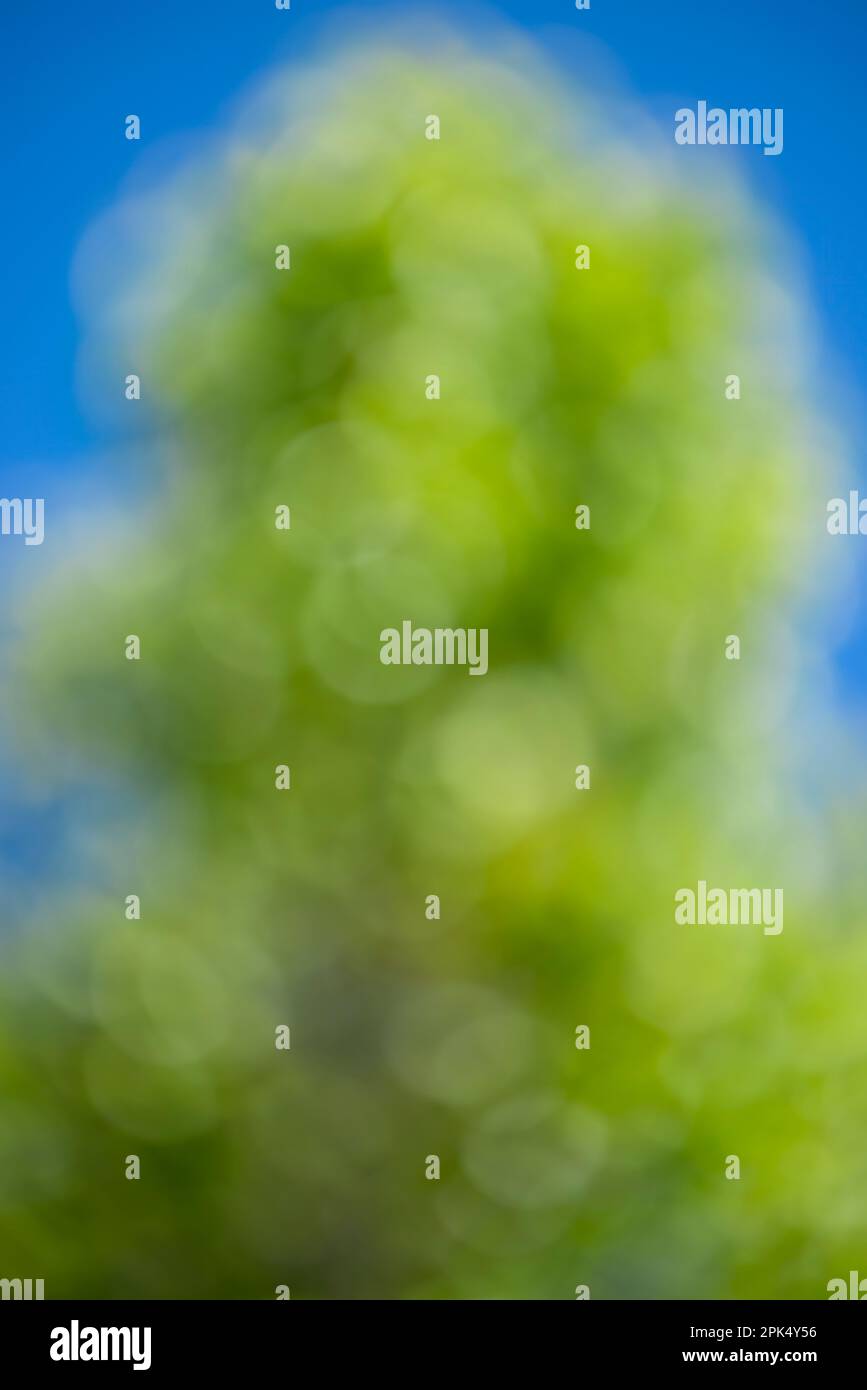 Immagine verticale di uno sfondo a molla verticale verde e blu sfocato. Foto Stock