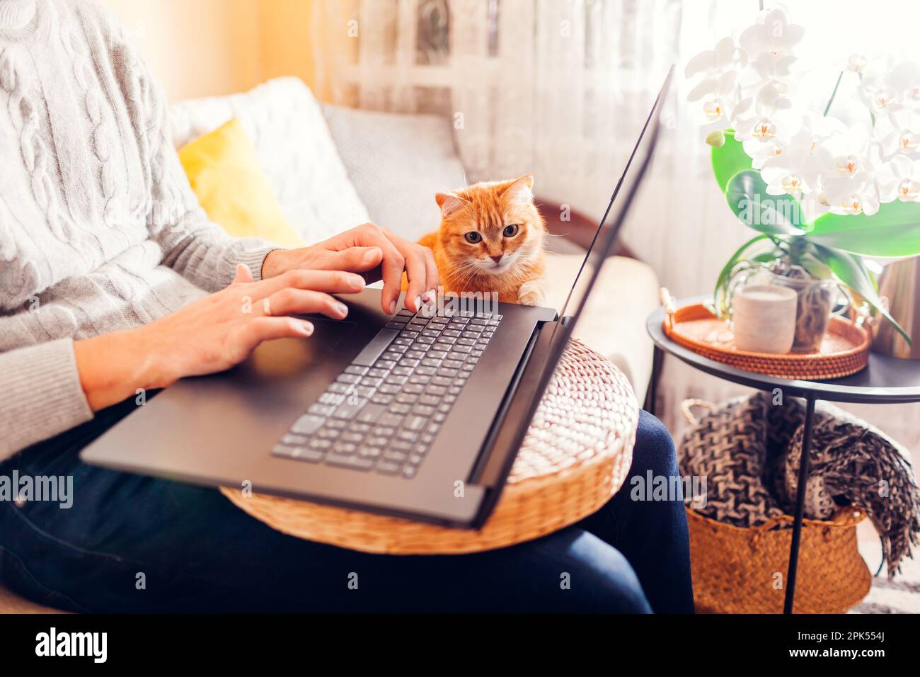 Curioso gatto zenzero che tocca lo schermo del notebook mentre l'uomo lavora online da casa. Lavoro freelance in remoto online con animale domestico Foto Stock