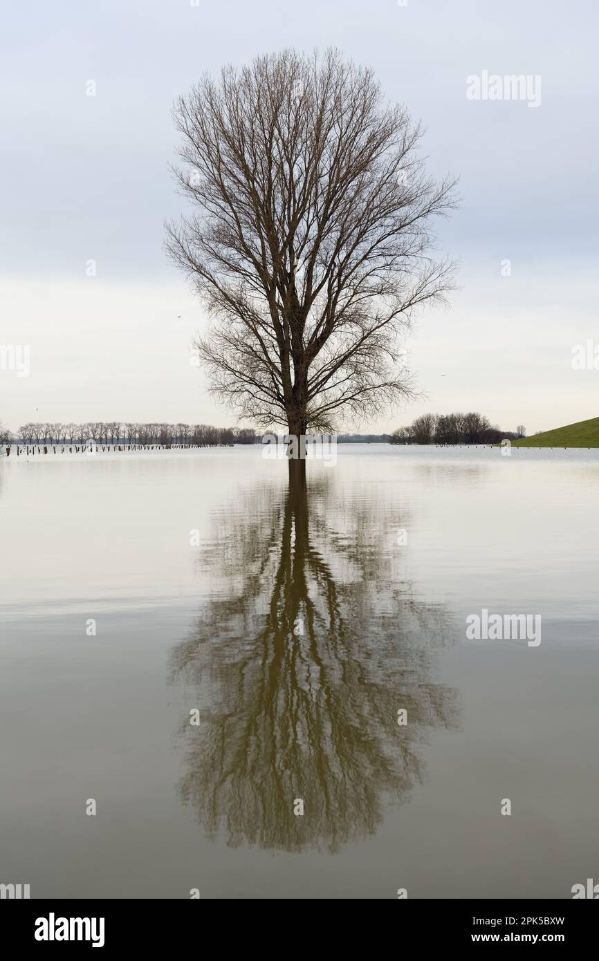 Alluvione... Albero solitario (alluvione invernale 2020/2021), albero solitario in mezzo a prati allagati Foto Stock