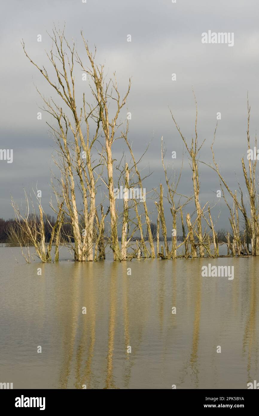 minaccioso... Alluvione del Reno (Isola Bislicher vicino Xanten), gruppo morto di alberi riflessi nelle acque di alluvione Foto Stock