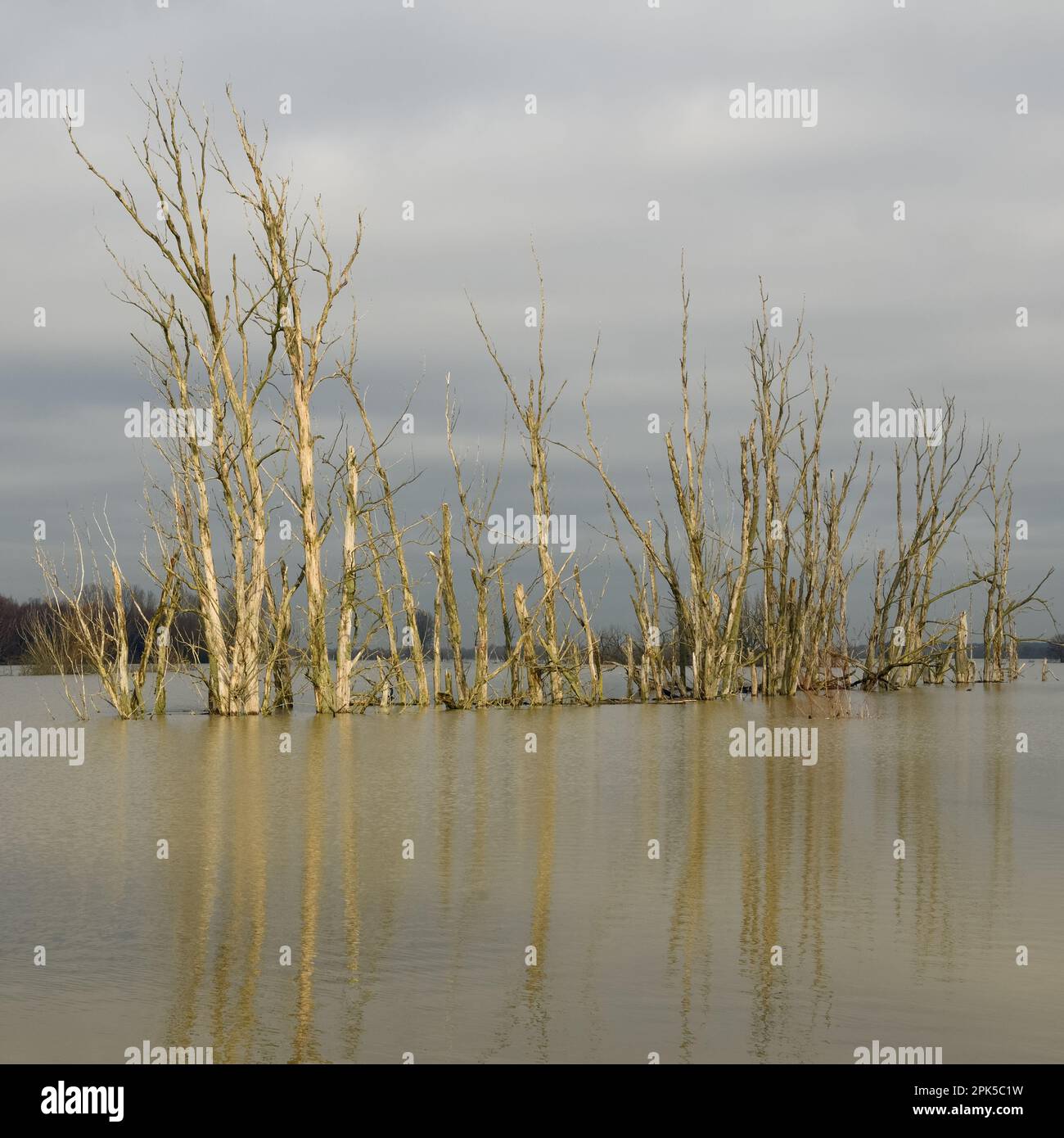 minaccioso... Alluvione del Reno (Isola Bislicher vicino Xanten), gruppo morto di alberi riflessi nelle acque di alluvione Foto Stock