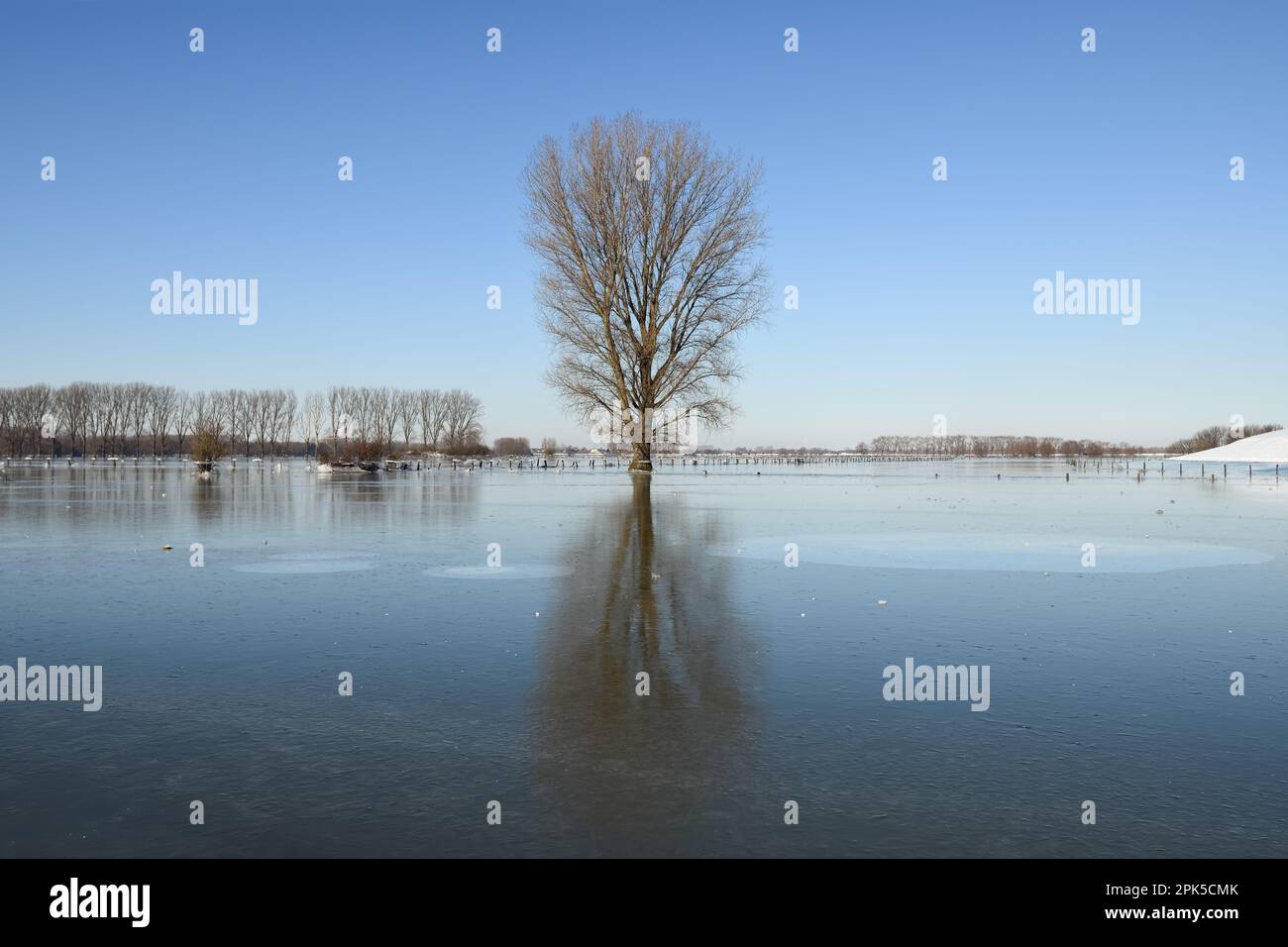 fermo e rigido... Basso Reno (alluvione invernale 2020/2021), albero solitario in piedi nel mezzo di un ampio paesaggio di ghiaccio e gelo Foto Stock