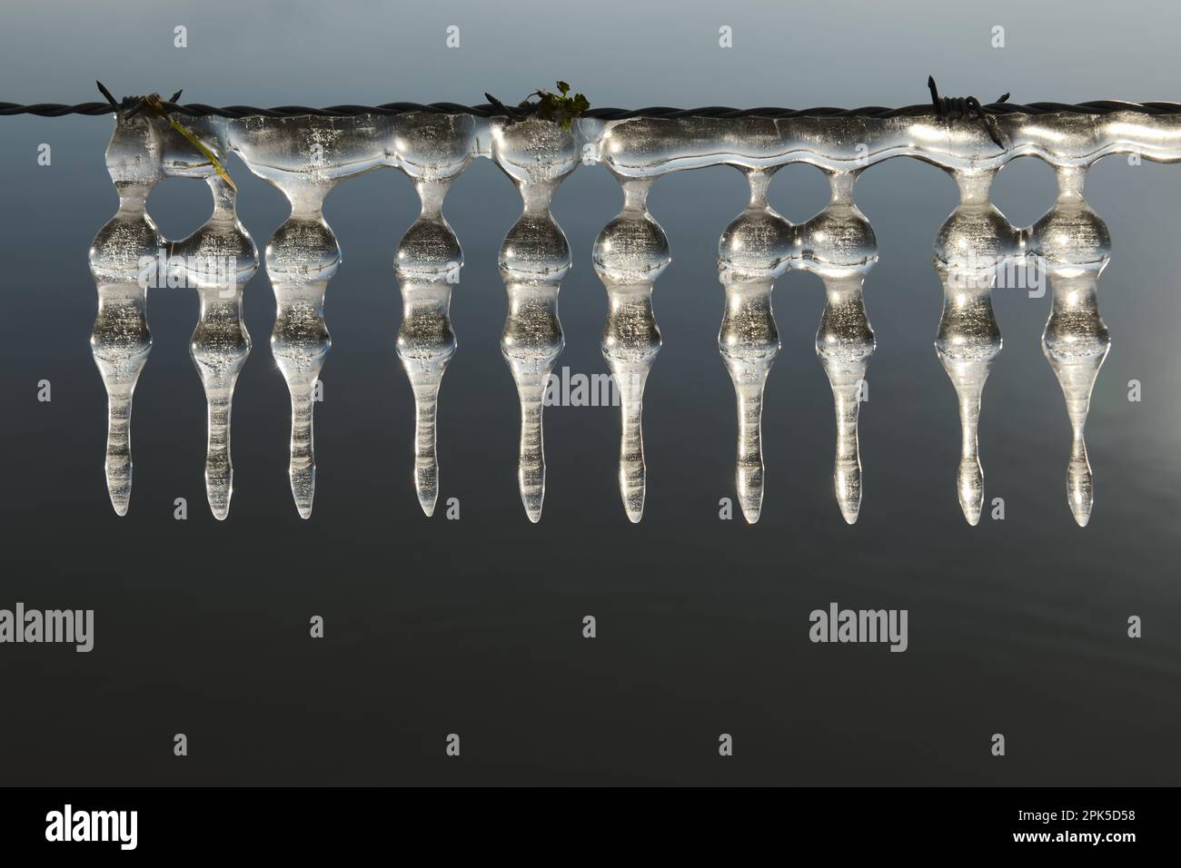 Decorazione di ghiaccio su filo spinato... Ciclicini (alluvione invernale 2020/2021) sul basso Reno, sculture di ghiaccio naturale formate dal vento e dal tempo Foto Stock