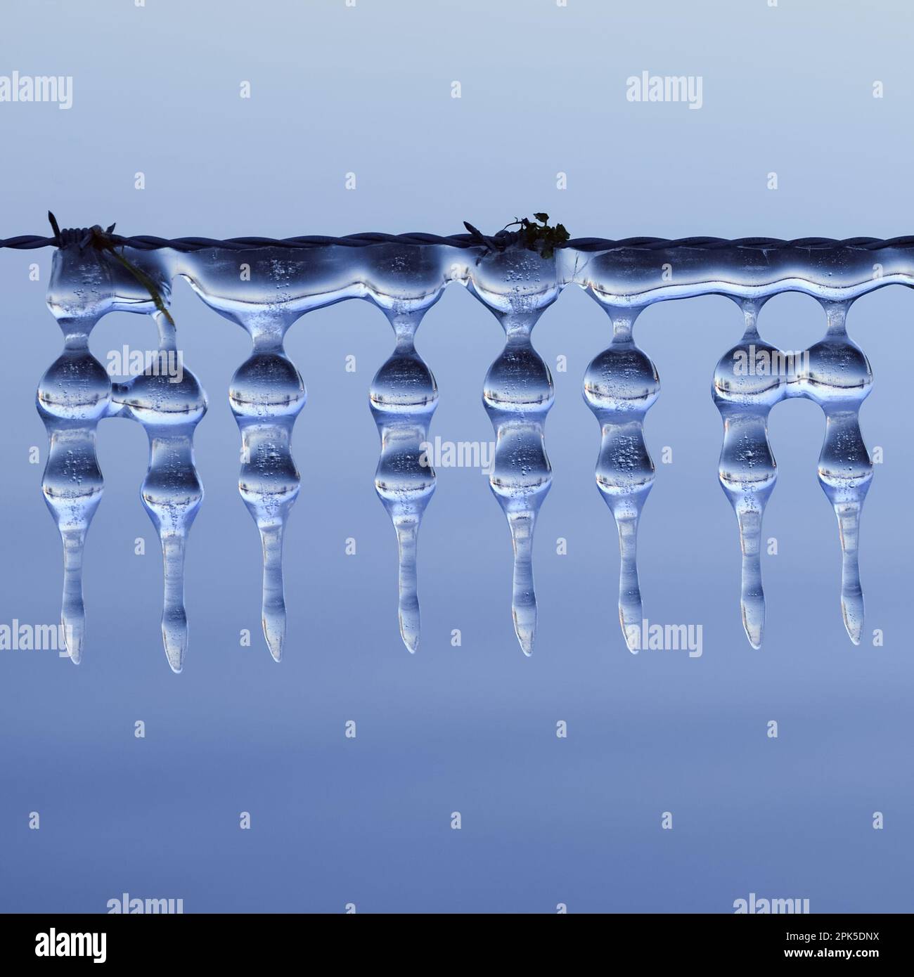 Decorazione di ghiaccio... Ilices (alluvione invernale 2020/2021) su un recinto di pascoli, formato dal vento e dal tempo, un freak della natura Foto Stock