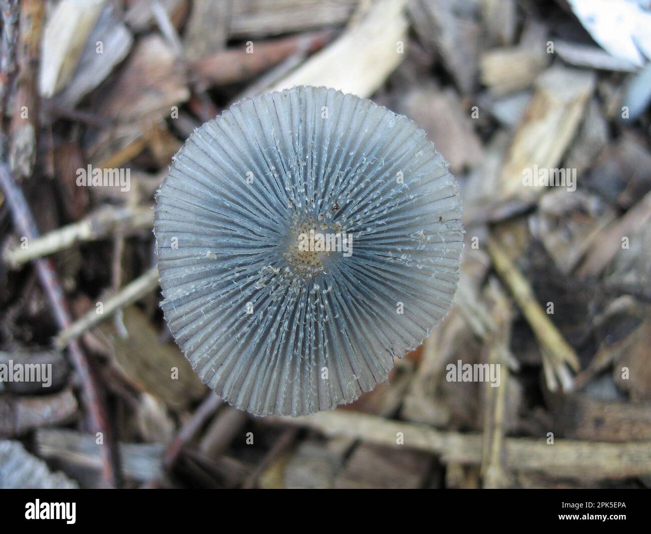 Una vista dall'alto di un piccolo e delicato fungo di Coprinus plicatilis al mattino presto. Conosciuto anche come un ombrellone giapponese . Foto Stock