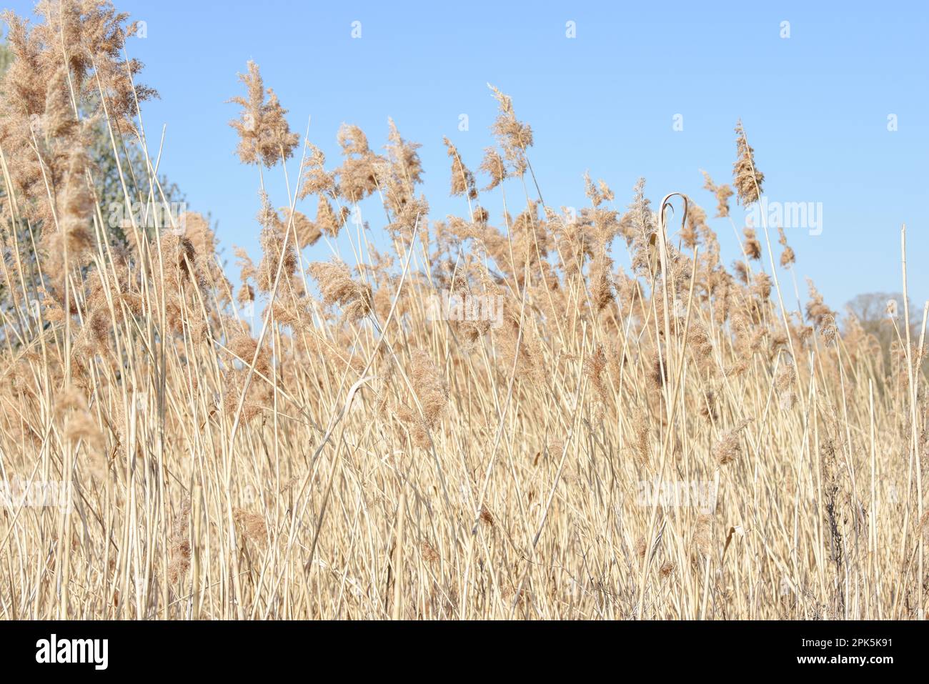 Erba di Pampas nella brezza con cielo blu in uno sfondo tranquillo natura Foto Stock