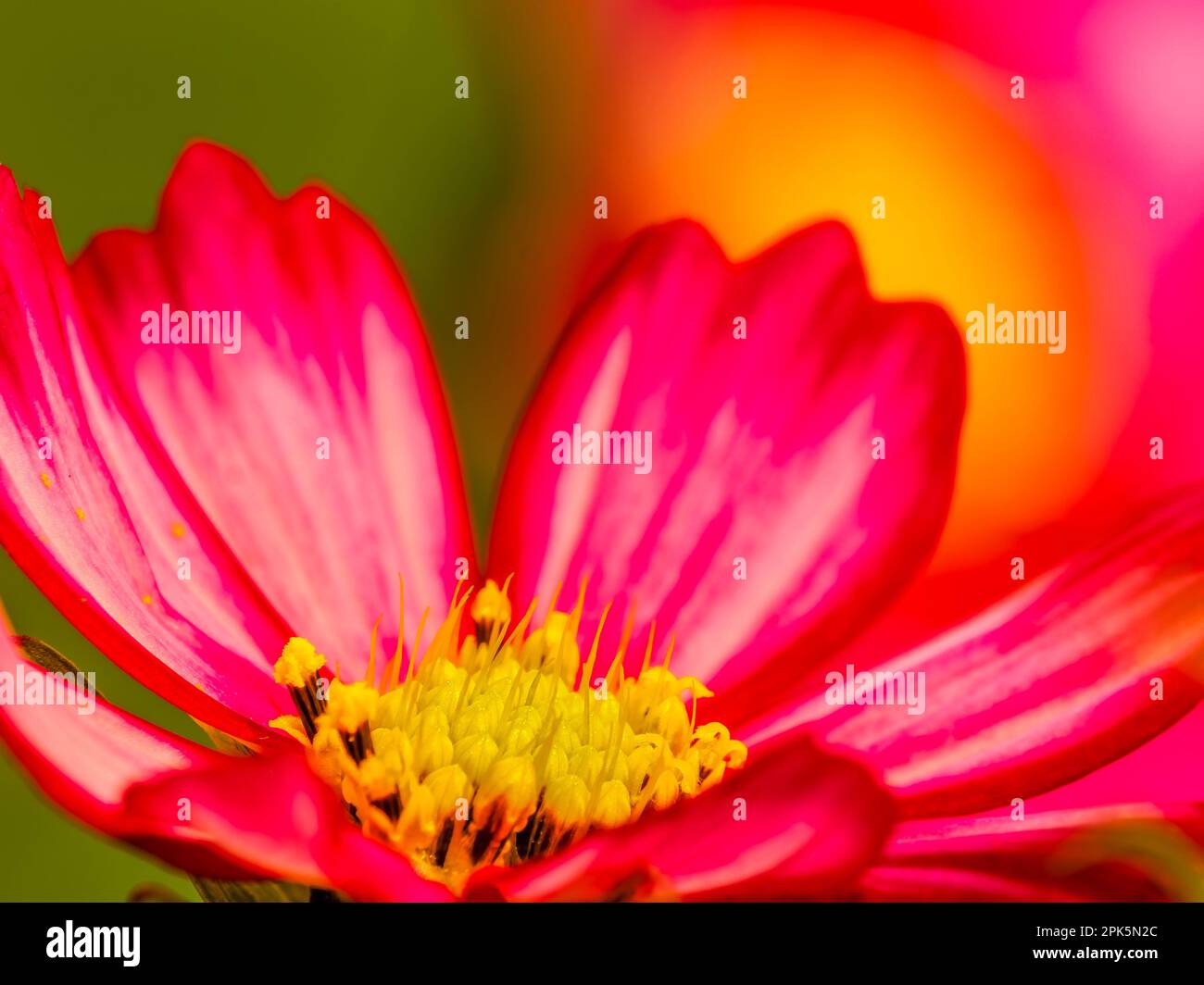 Primo piano dei fiori rosa del Cosmo, Cosmo bipinnatus Foto Stock
