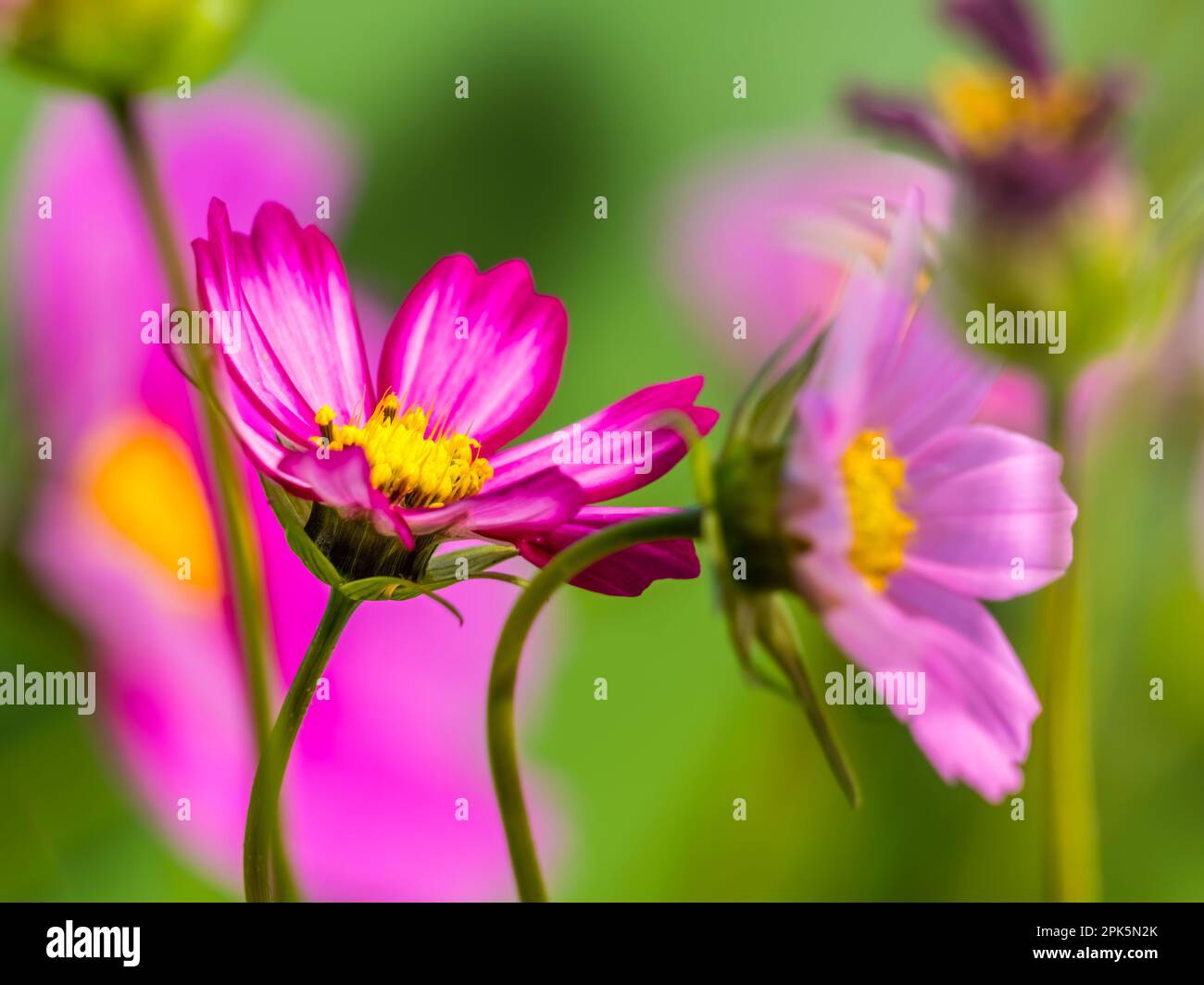 Primo piano dei fiori rosa del Cosmo, Cosmo bipinnatus Foto Stock