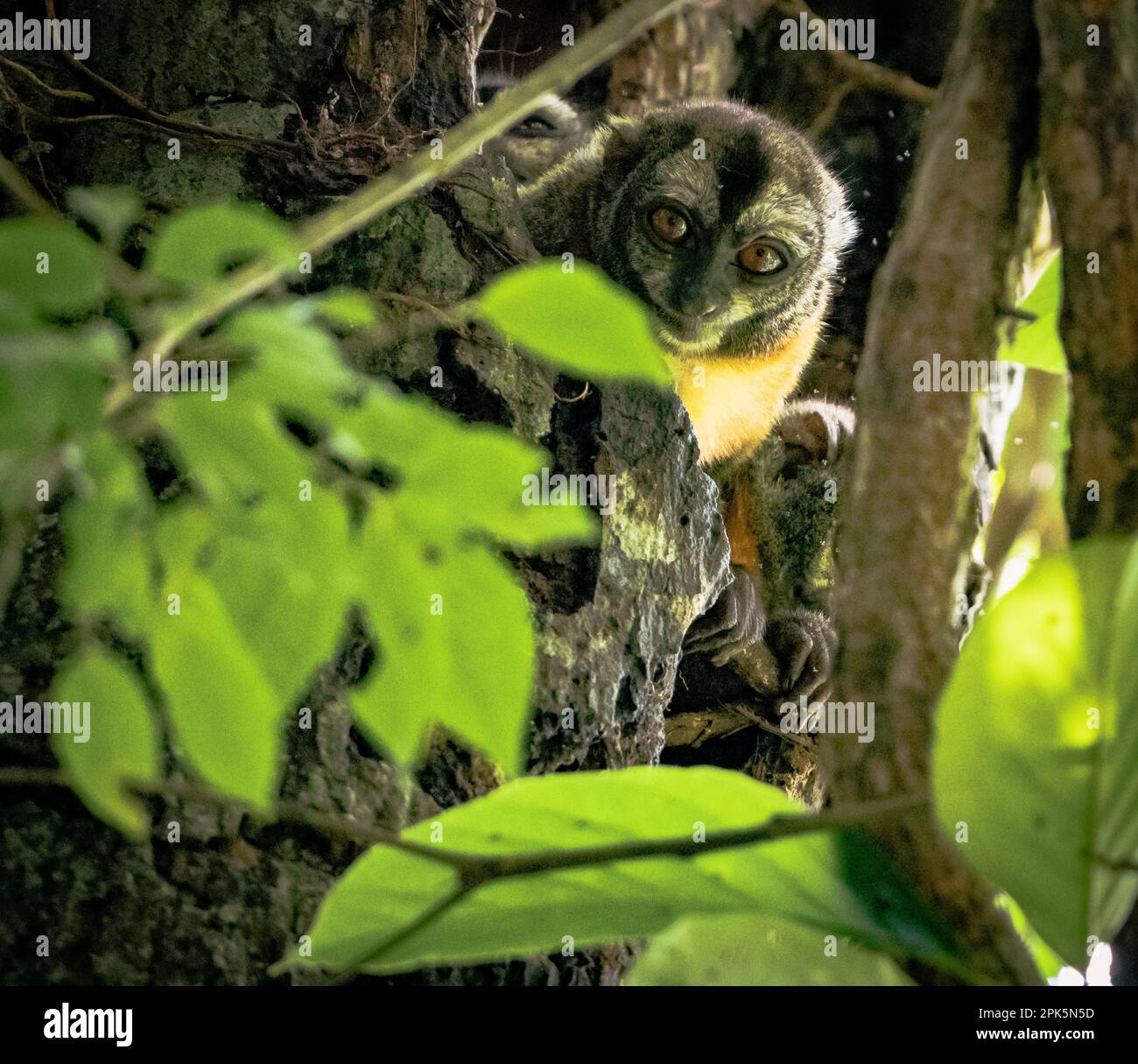 Scimmia notturna peruviana (Doouroucoulis) nella foresta amazzonica Foto Stock