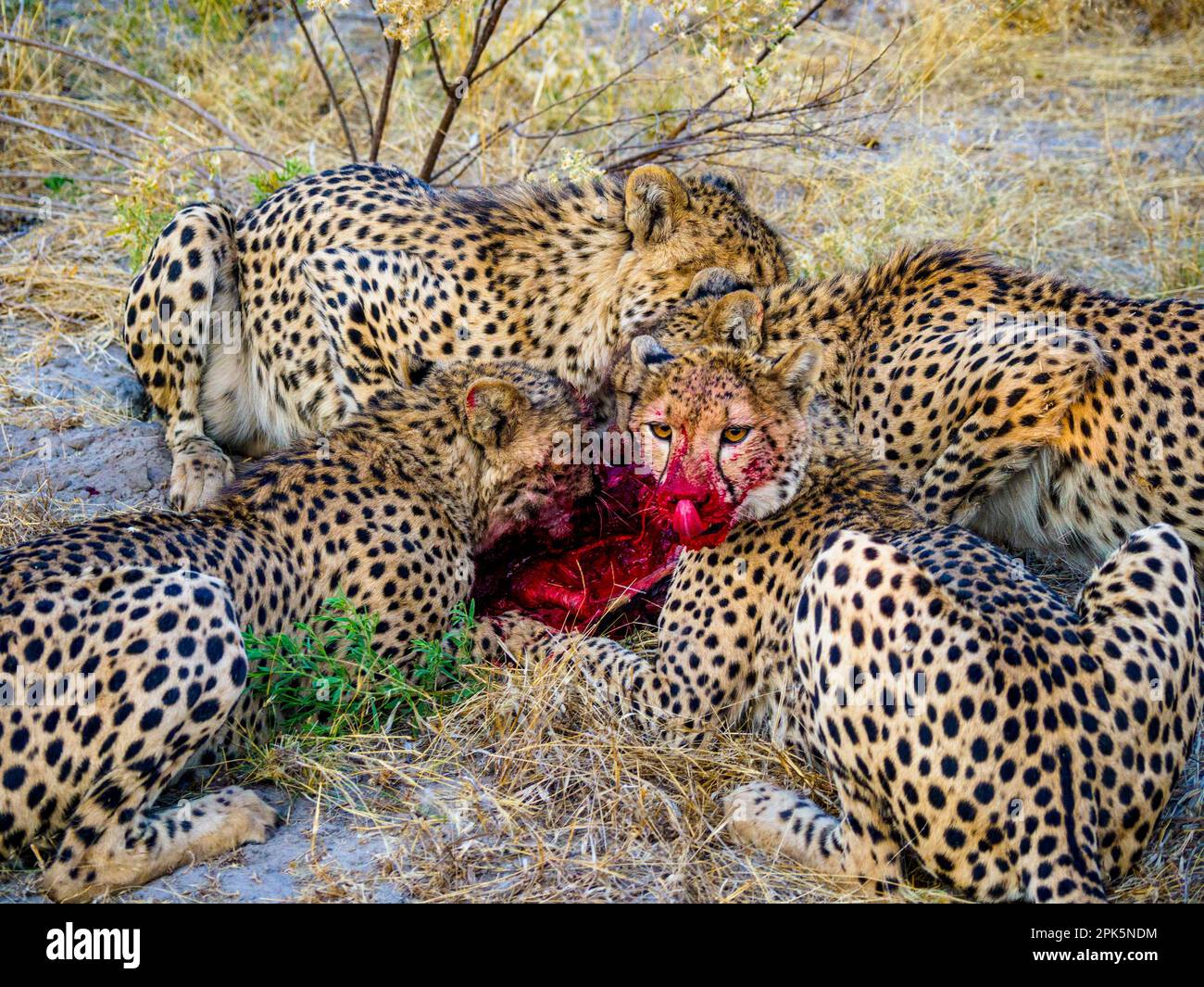 Cheetahs nutrire su impala, Sandibe concessione, Okavango Delta, Botswana Foto Stock