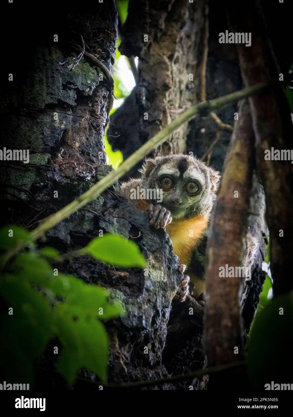 Scimmia notturna peruviana (Doouroucoulis) nella foresta amazzonica Foto Stock