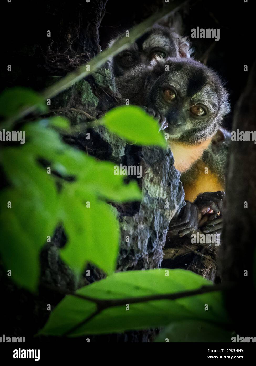 Scimmia notturna peruviana (Doouroucoulis) nella foresta amazzonica Foto Stock