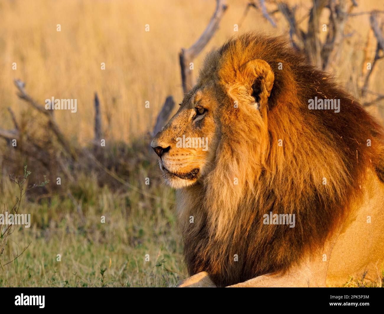 Leone seduto in erba, pianure di Duba, riserva di Kwedi, delta di Okavango, Botswana Foto Stock