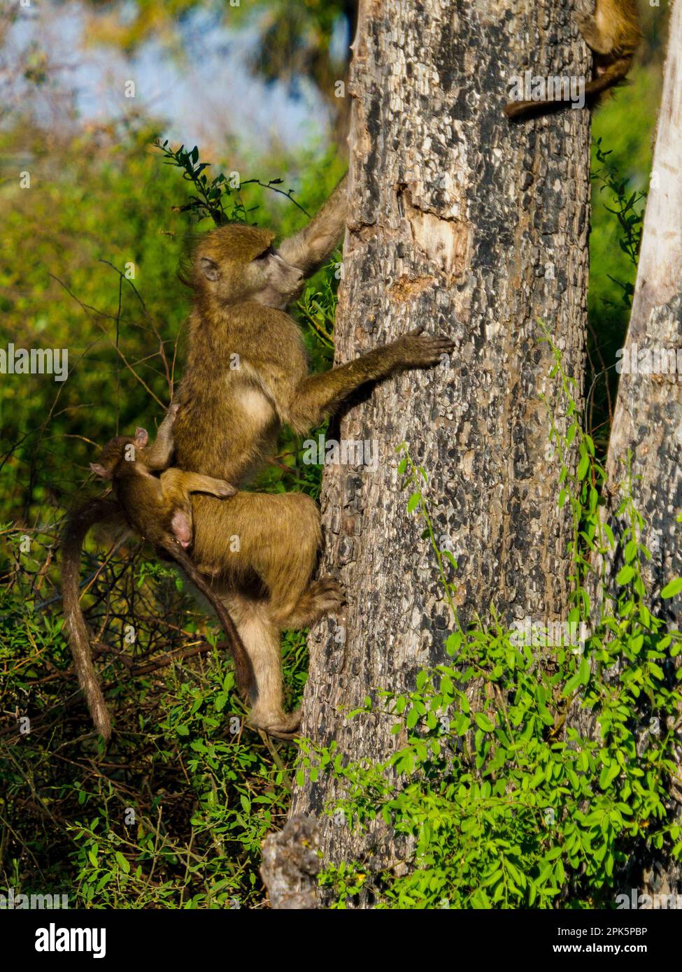 Babbuini sull'albero, pianure di Duda, riserva di Kwedi, Botswana Foto Stock