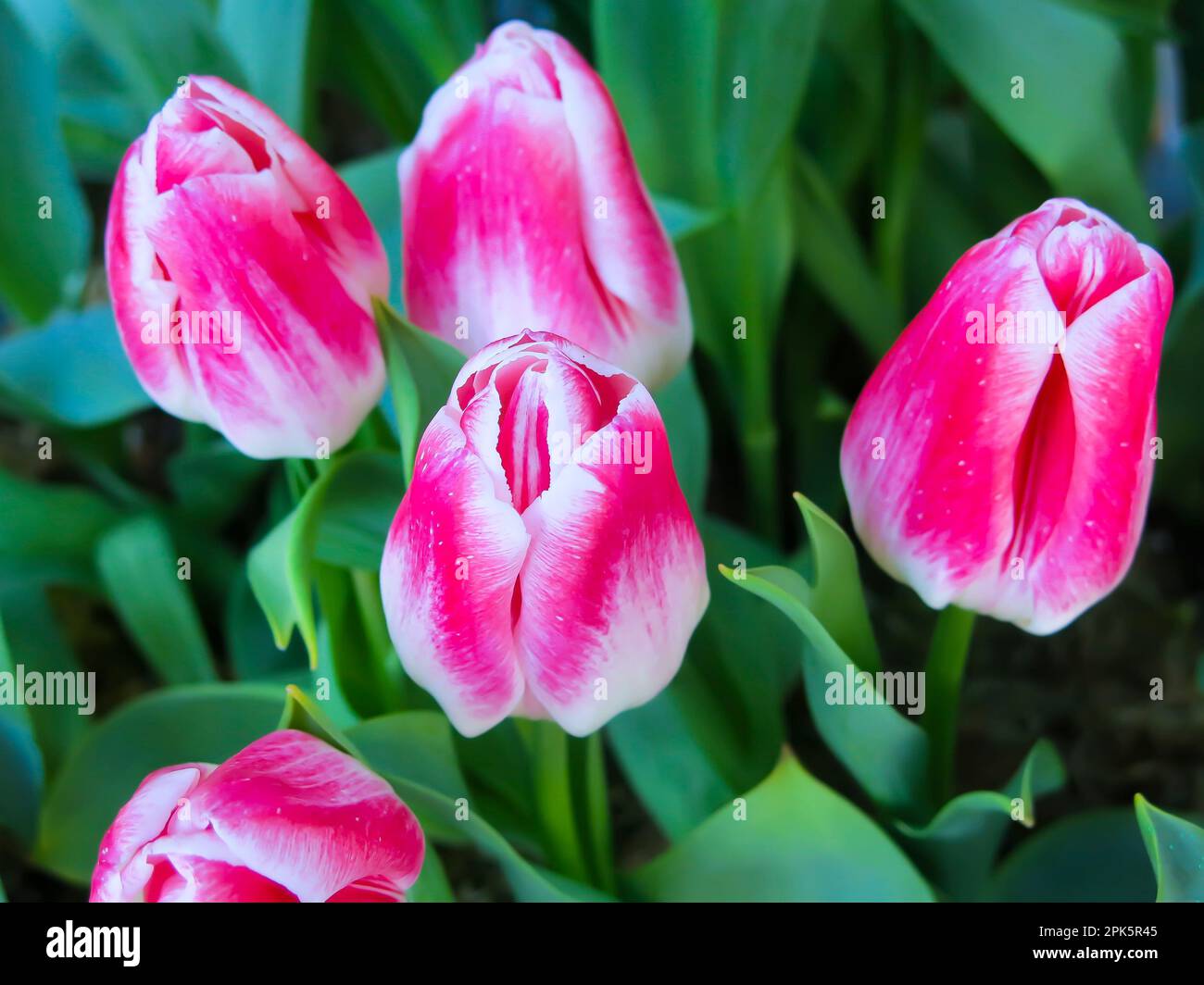 Tulipani freschi Foto Stock