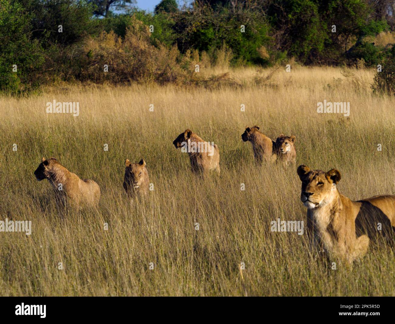 Lionesses in erba, pianure di Duba, riserva di Kwedi, delta di Okavango, Botswana Foto Stock