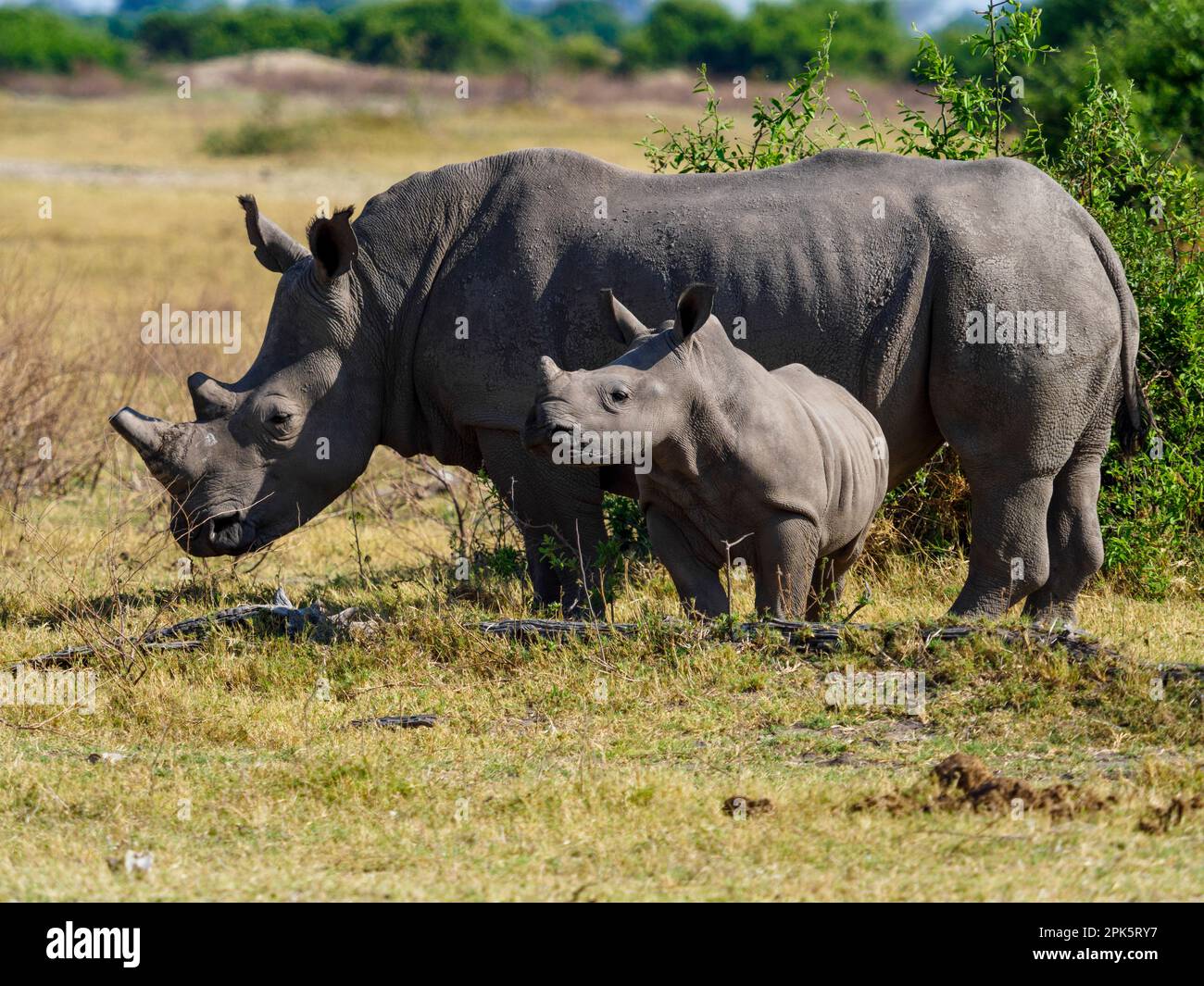 Rinoceronti bianchi maturi e giovani, pianure di Duba, riserva di Kwedi, delta di Okavango, Botswana Foto Stock