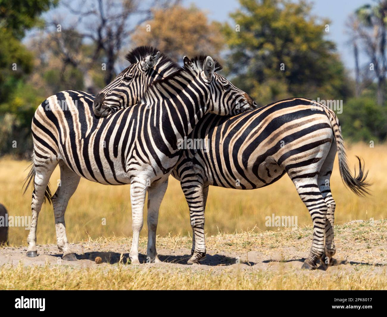 Due zebre, concessione Sandibe, Delta Okavango, Botswana Foto Stock