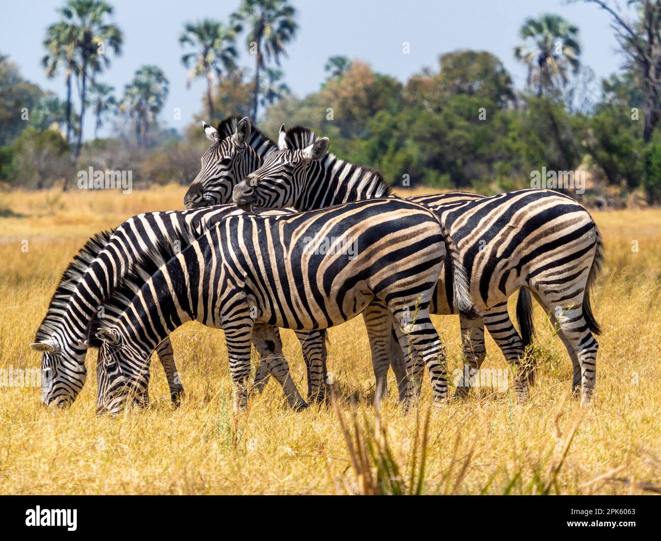 Quattro zebre, concessione di Sandibe, Delta dell'Okavango, Botswana Foto Stock