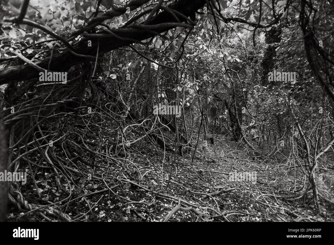 Vigne aggrovigliate e caotiche in un railyard abbandonato nel bosco. Foto Stock