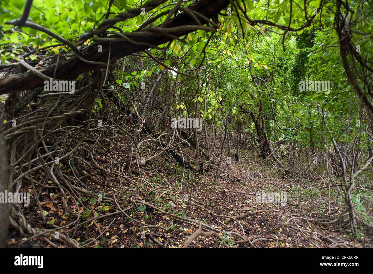 Vigne aggrovigliate e caotiche in un railyard abbandonato nel bosco. Foto Stock