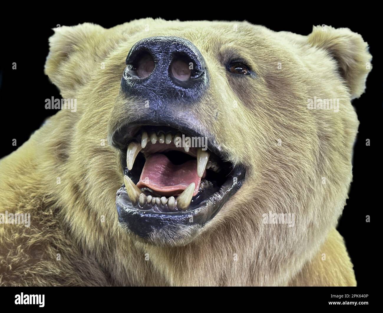 L'orso bruno felice tassidermy è vigile. Vedi la testa con un sorriso, un grande muso, denti, lingua e orecchie di peluche. Sta guardando avanti come sorridendo. Foto Stock