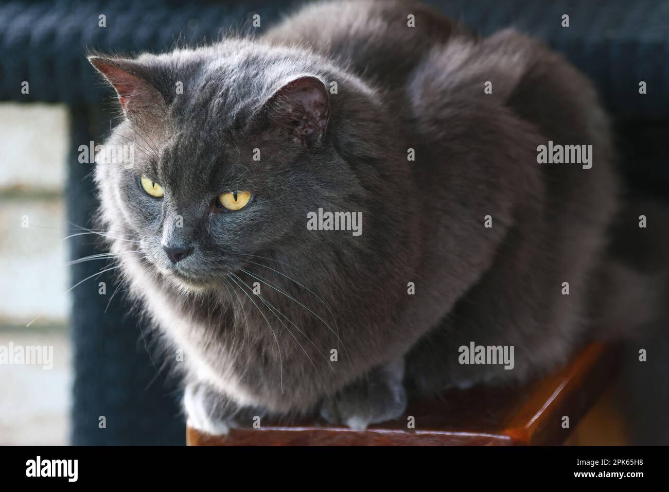 Animali intorno al blocco, bellissimo grigio soffice gatto persiano relax, bird watching. Foto Stock